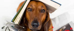 Bookworm Sunday