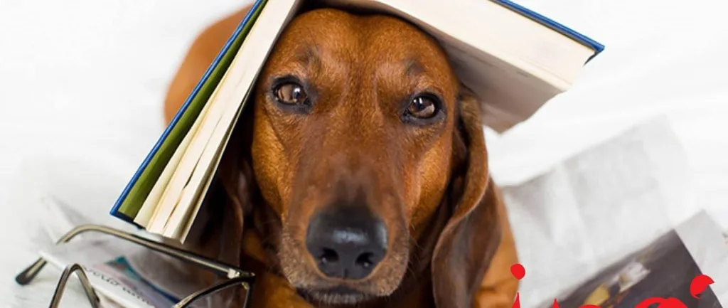 Bookworm Sunday