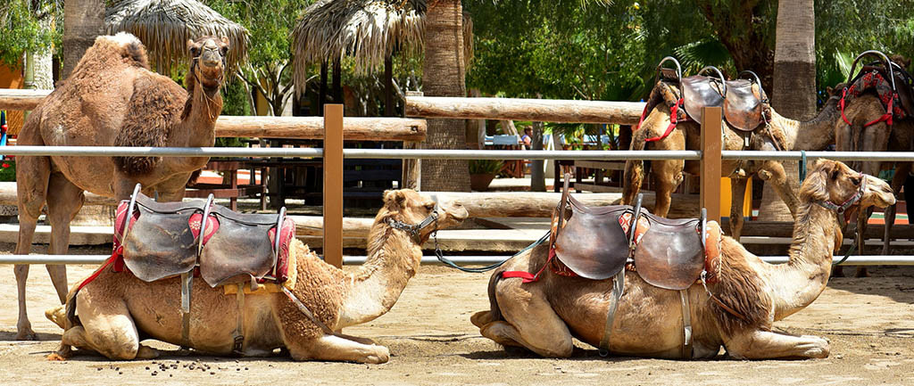 Mazotos Camel Park - Cyprus