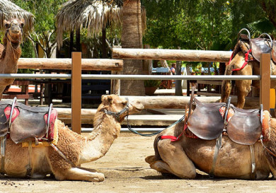 Mazotos Camel Park - Cyprus