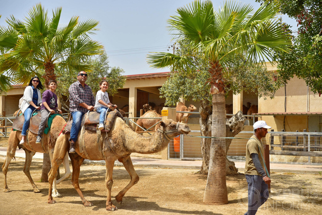 Mazotos Camel Park - Cyprus
