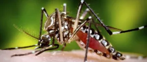 Mosquitoes invading Limassol