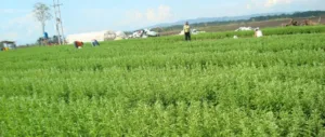 Farmers will have less water