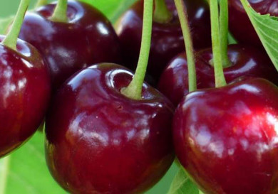 Cyprus Cherry Festival