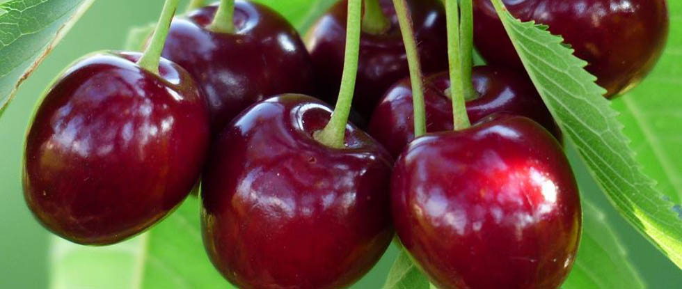 Cyprus Cherry Festival