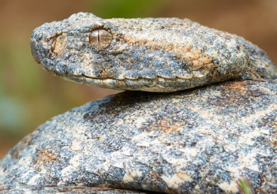 Macrovipera lebetina lebetina