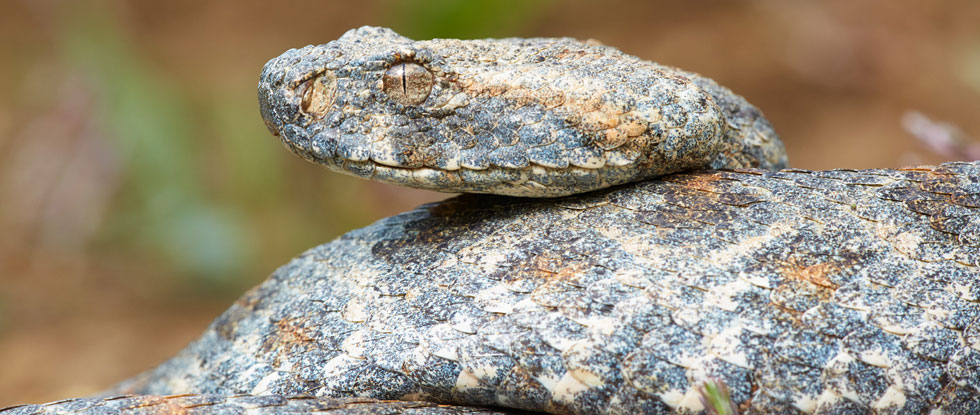 Macrovipera lebetina lebetina