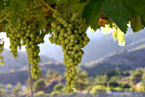 Santa Irene Winery Cyprus