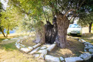 Terra Oliva Terra Oliva