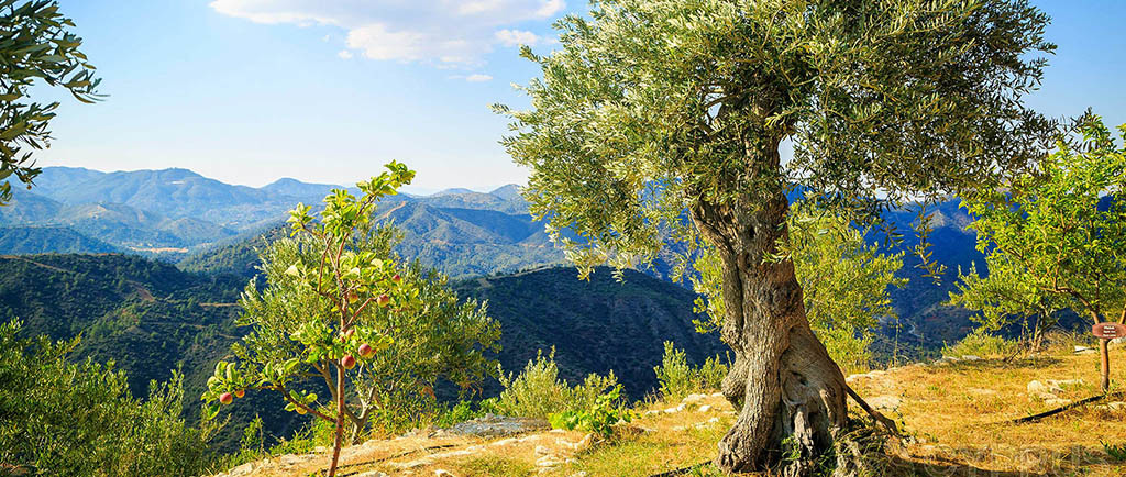 Terra Oliva - Olives Farm Cyprus