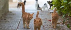 CAT P.A.W.S will help solving “cat problem” on CyBC territory