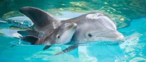 Cyprus waters are home for 5 marine mammal species