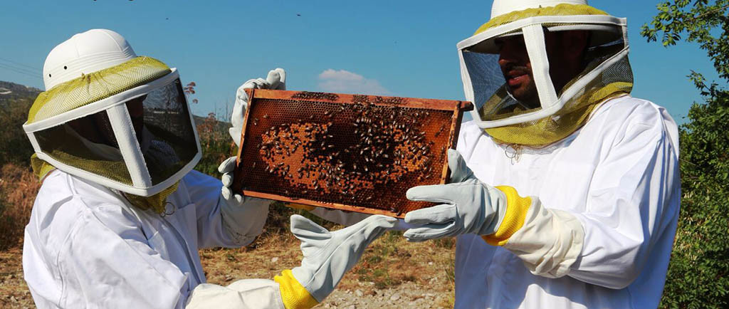 Become A Beekeeper for An Hour