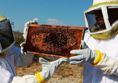 Become A Beekeeper for An Hour