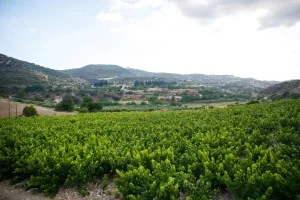 Ktima Christoudia Cyprus Winery