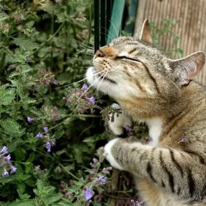 Кошачья мята Кошачья мята