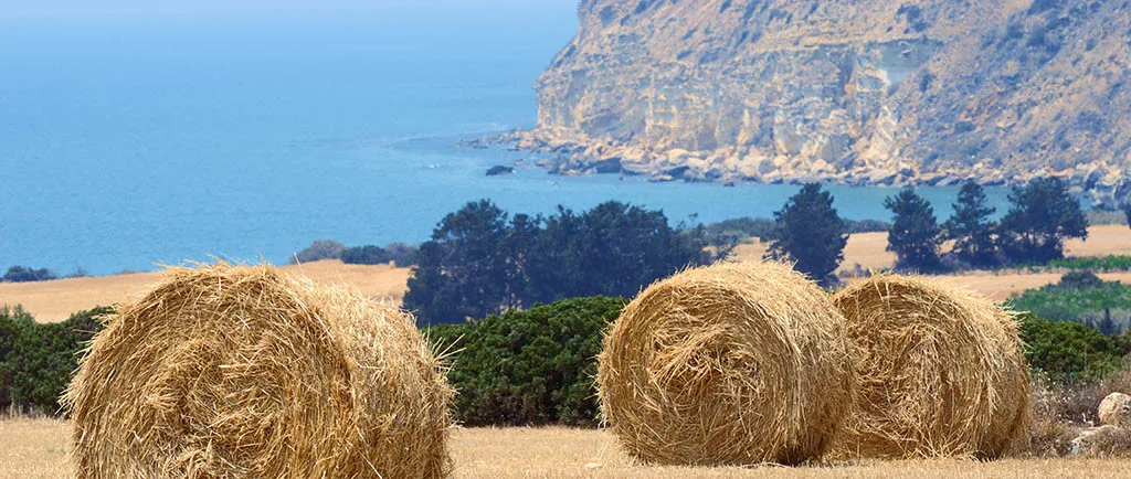 Cyprus Field