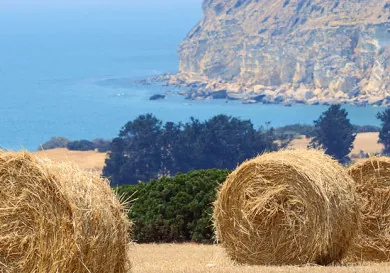 Cyprus Field