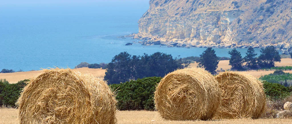 Cyprus Field