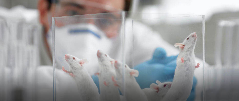 Лабораторные мыши