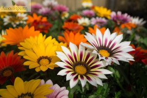 Gazania gazoo