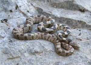 animalreader-ru-telescopus_5