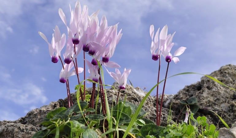 Кипрский национальный цветок увидели миллионы людей по всему миру