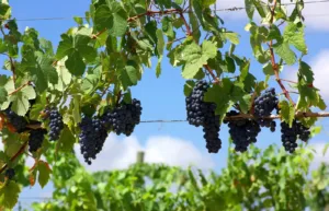 Производители винограда жалуются на низкие цены и перенасыщение рынка