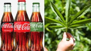 Coca-Cola заинтересовалась производством напитков с марихуаной