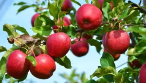 Apple Festival
