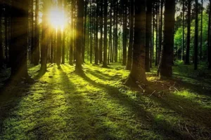 Agriculture minister announces massive tree-planting drive