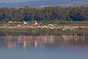 Угроза развития водно-болотных угодий Акротири
