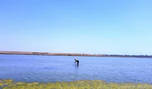 Мошки в Ларнаке