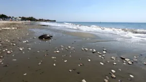Elpida возвращается в море