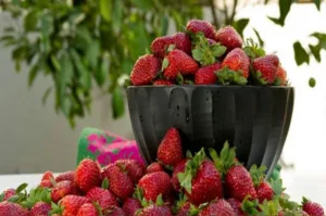 Продукты отозваны из продажи после обнаружения вируса гепатита А