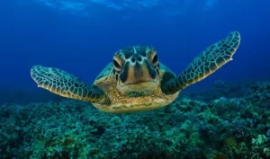 Обвинения в преследовании морских черепах