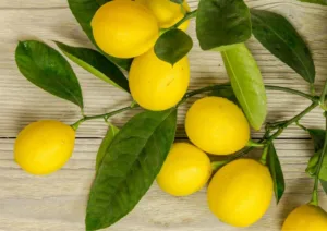 Кулинарный семинар посвященный цитрусовым в средиземноморской кухне