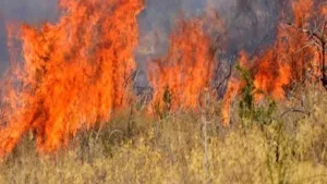 Пожар в Фасури частично локализован