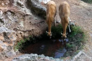 Лесное хозяйство Кипра предупредило о дефиците воды для дикой природы