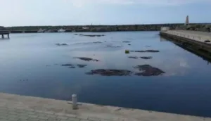 Антикоррупционное ведомство указало на возможную уголовную ответственность экс-министра и чиновников из-за разрешений на забор воды и рыбную ферму