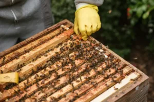Cyprus Chamber of Commerce to coordinate Mediterranean bee economy initiative, conference set in Amman