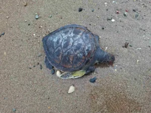 Ecologists Movement urges police to investigate turtle abuse video in Chlorakas