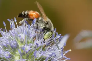 На Кипре предлагают создать центр для защиты местной пчелы Apis mellifera cypria от вымирания