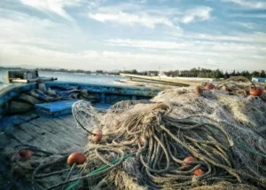 Oceana призвала Кипр как председателя Совета ЕС укрепить морскую политику и восстановление рыболовства в 2026 году