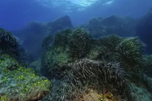 Mazotos council urges suspension of desalination plant installation over protected habitat concerns