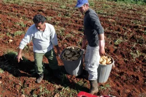 Potato farmers seek state subsidy and water support after 2025 weather damage, association says