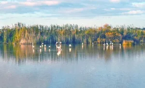 BirdLife Cyprus warns climate change and development are straining Cyprus wetlands