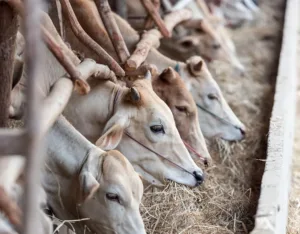 Foot-and-mouth disease confirmed at cow farm in Livadia as Cyprus orders lockdown and cull