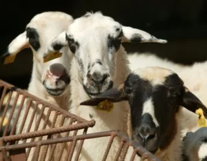 Foot-and-mouth disease cases in Larnaca likely linked to north, Turkish Cypriot veterinary association head says