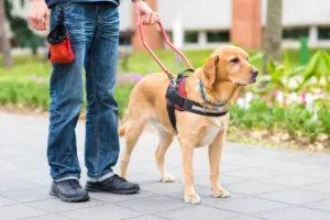 Cyprus MPs clash over guide dog recognition bill amid dispute on oversight authority